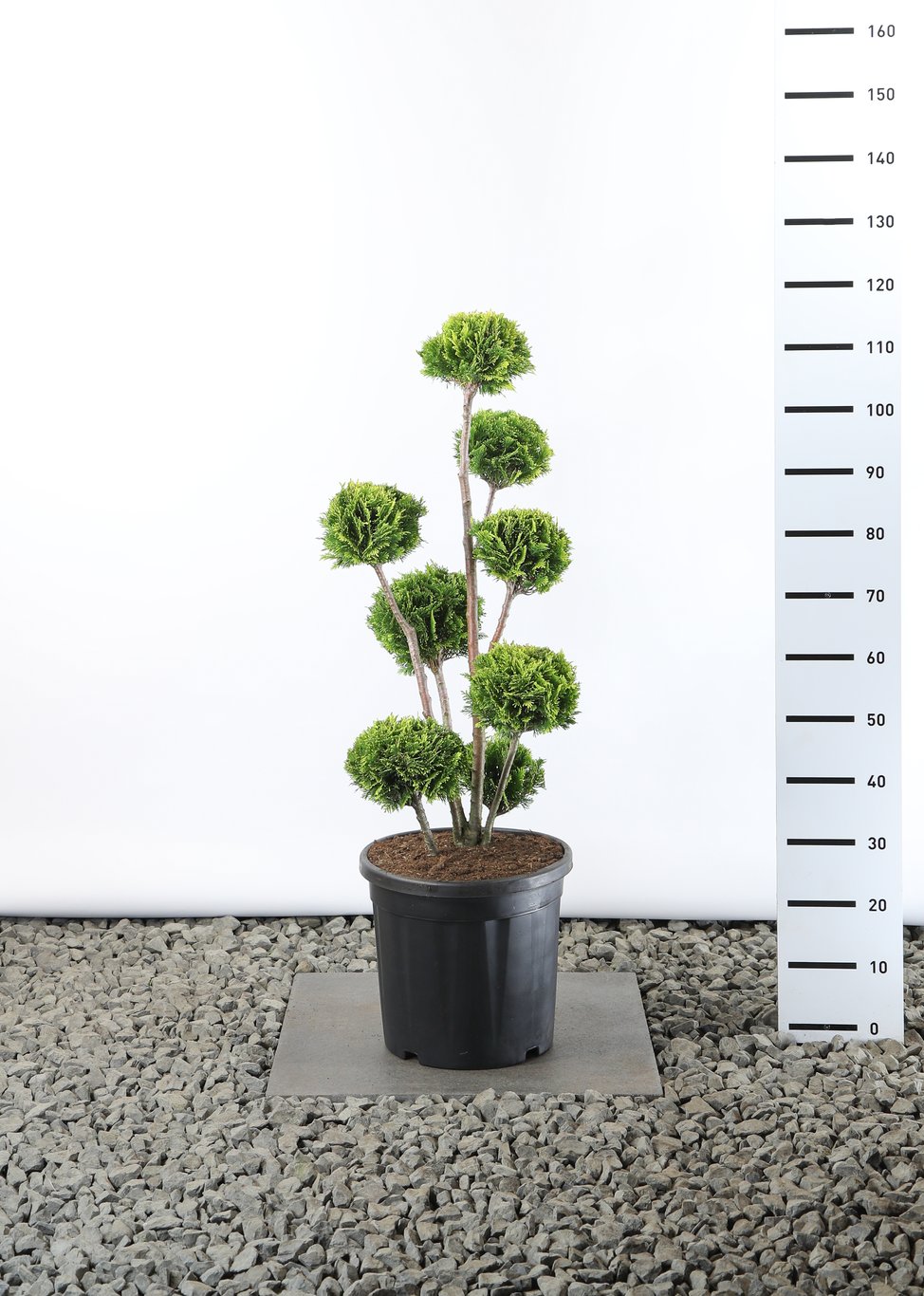 Chamaecyparis l. 'Stardust' - 60-80 CM PonPon EXTRA in Cont.